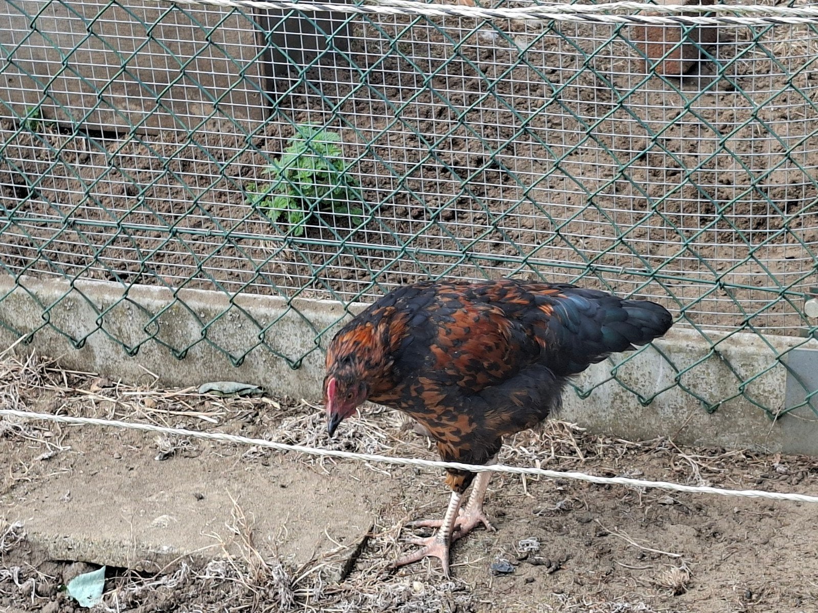 gratis jonge haan, Dieren en Toebehoren, Pluimvee