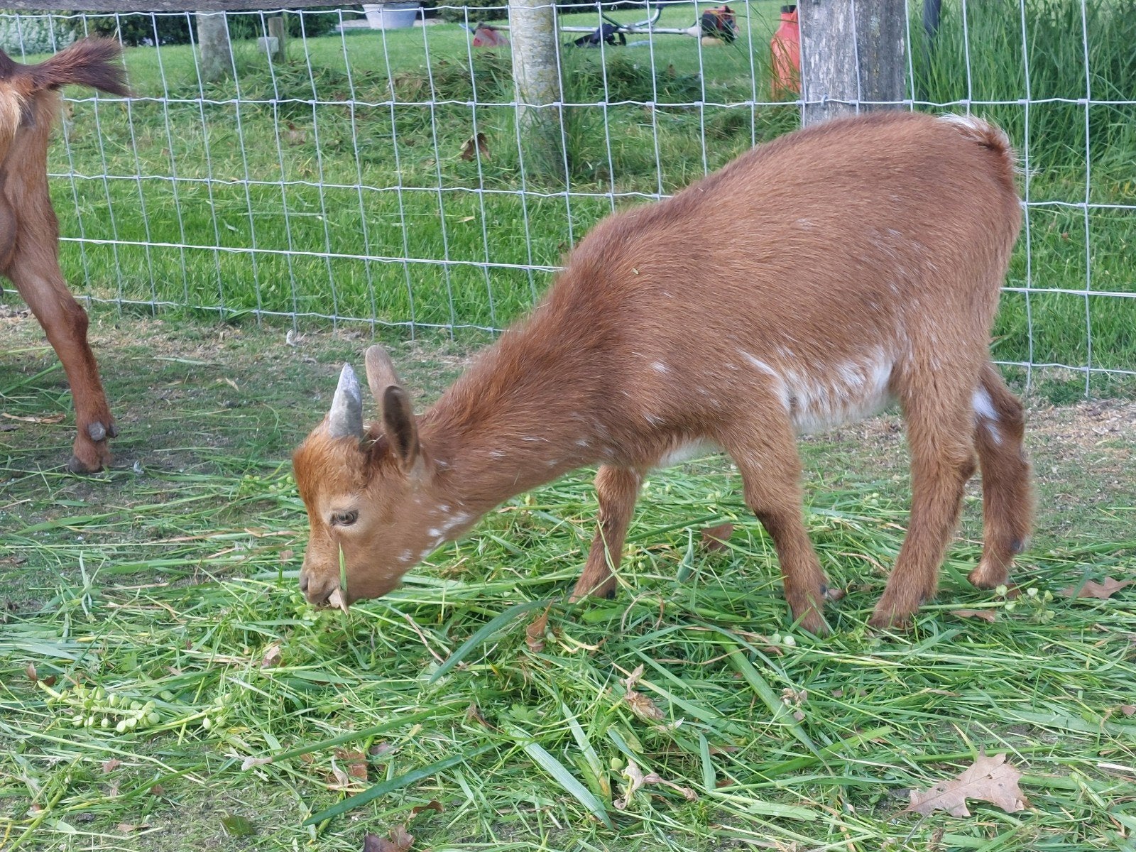 Joli petit bouc., Animaux & Accessoires, Mâle, Chèvre, 0 à 2 ans
