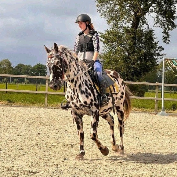 Superbe brun appaloosa, Animaux & Accessoires, Hongre