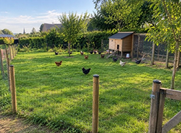 Petite prairie recherchée à Mol et ses environs, Pâturage