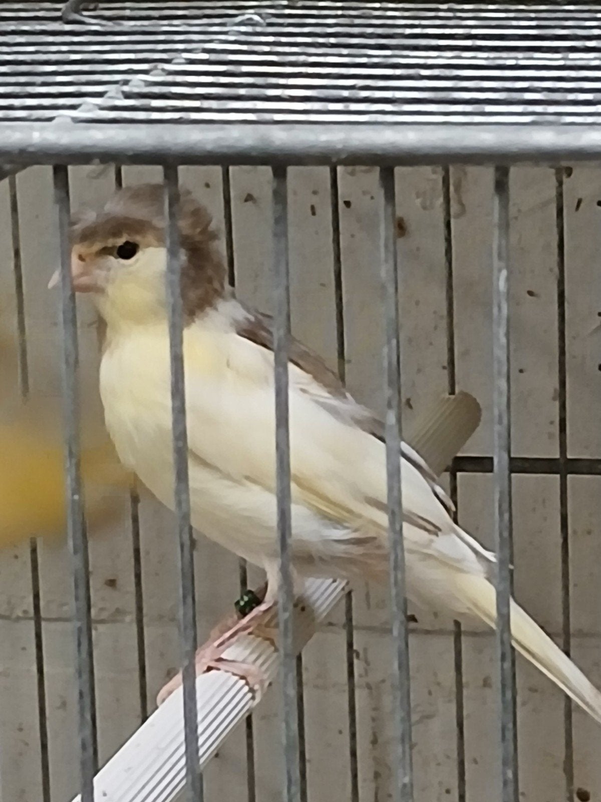 jonge kanaries 2 duitse kuifjes 1 gladkop, Dieren en Toebehoren, Vogels | Kanaries, Meerdere dieren, Zangkanarie
