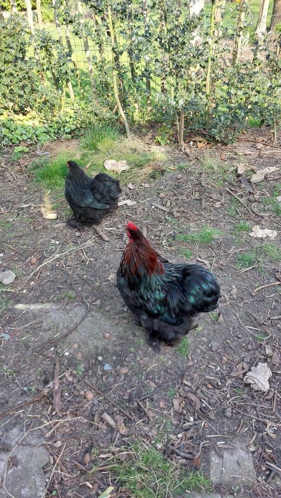 Krielcochin haantje, Dieren en Toebehoren, Pluimvee
