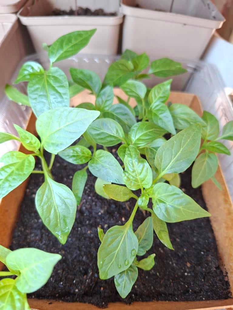 Paprika plantjes., Jardin & Terrasse, Plantes | Jardin, Enlèvement, Annuelle, Plantes potagères
