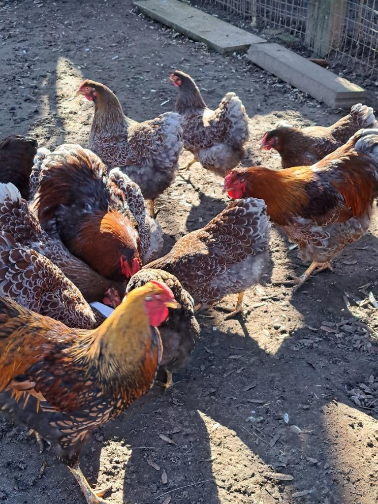 Broedeieren wyandotte goud blauw,  goud zwart, Dieren en Toebehoren, Meerdere dieren, Kip