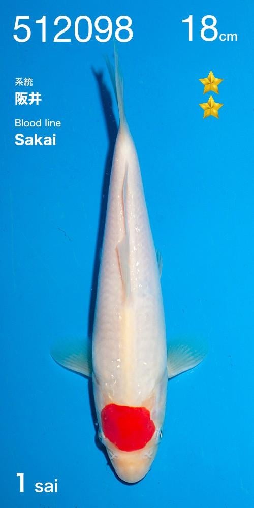 Hq tosai tancho van de ogata veiling met sakai bloedlijnen, Karper of Koi