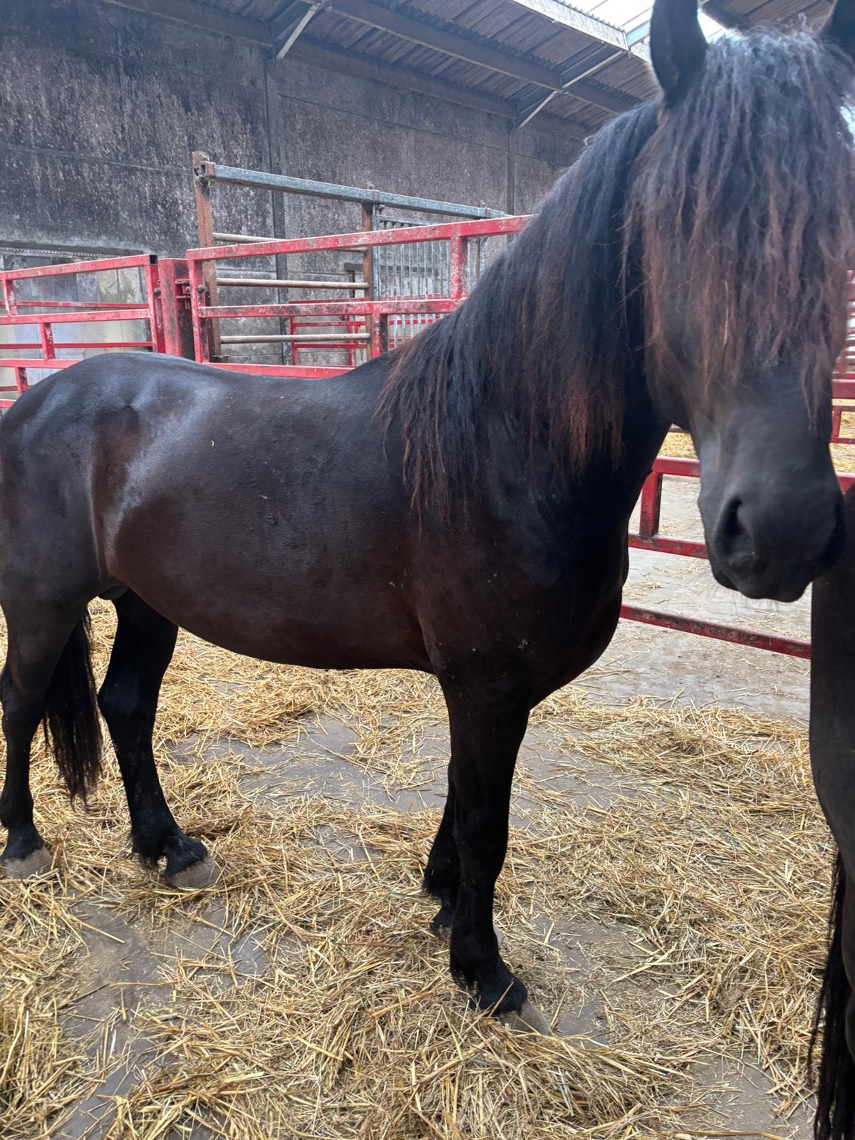 Friese hengst, Dieren en Toebehoren, Paarden, Hengst, Onbeleerd