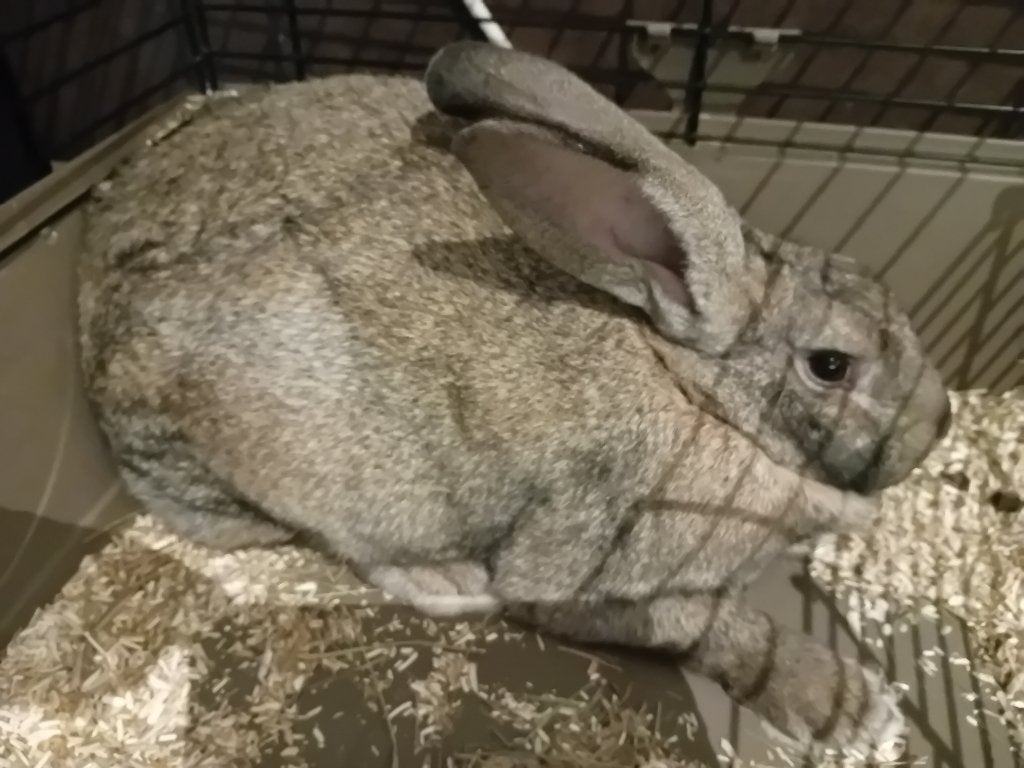Vlaamse reus, Dieren en Toebehoren, Konijnen, Mannelijk, Groot, 0 tot 2 jaar