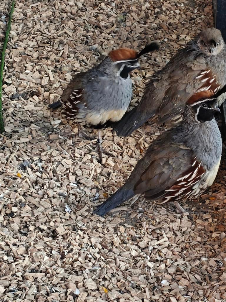 Gambel kwartel haan, Dieren en Toebehoren
