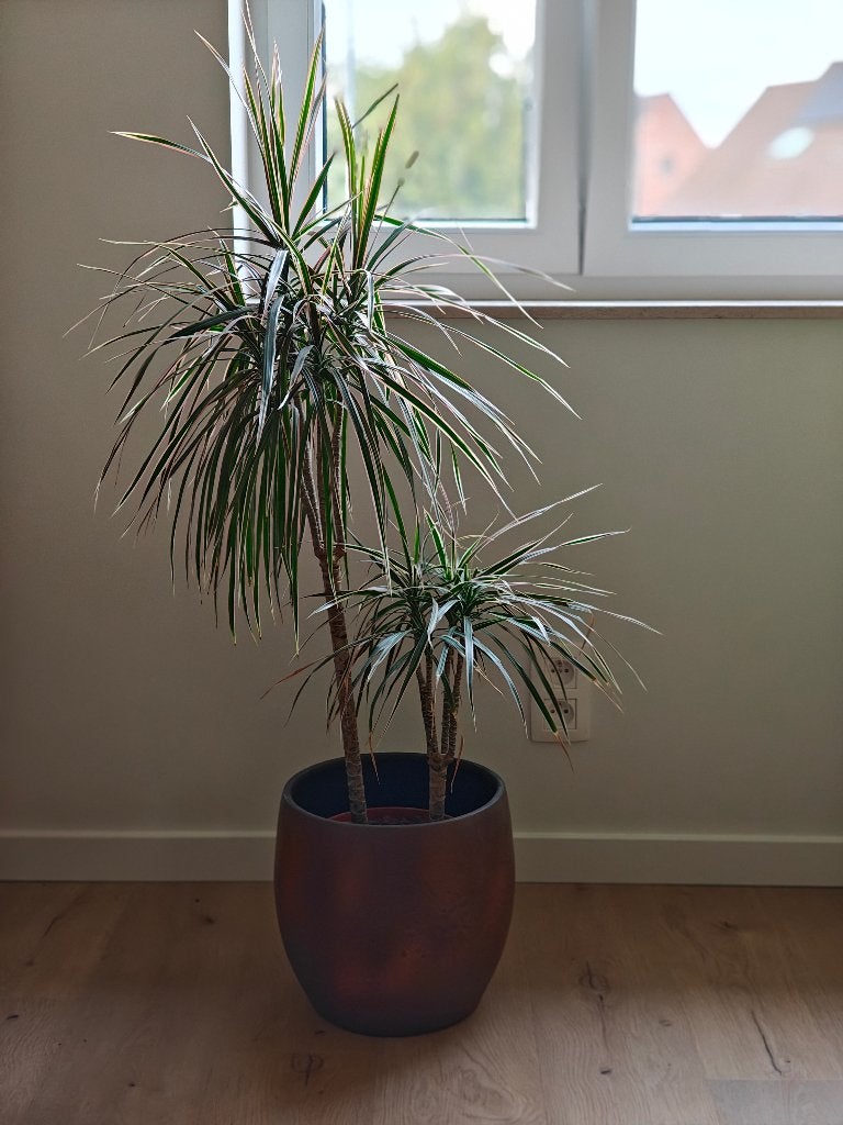 Dracaena marginata (dragonnier) à vendre (SANS POT), Maison & Meubles, Plantes d'intérieur, Enlèvement
