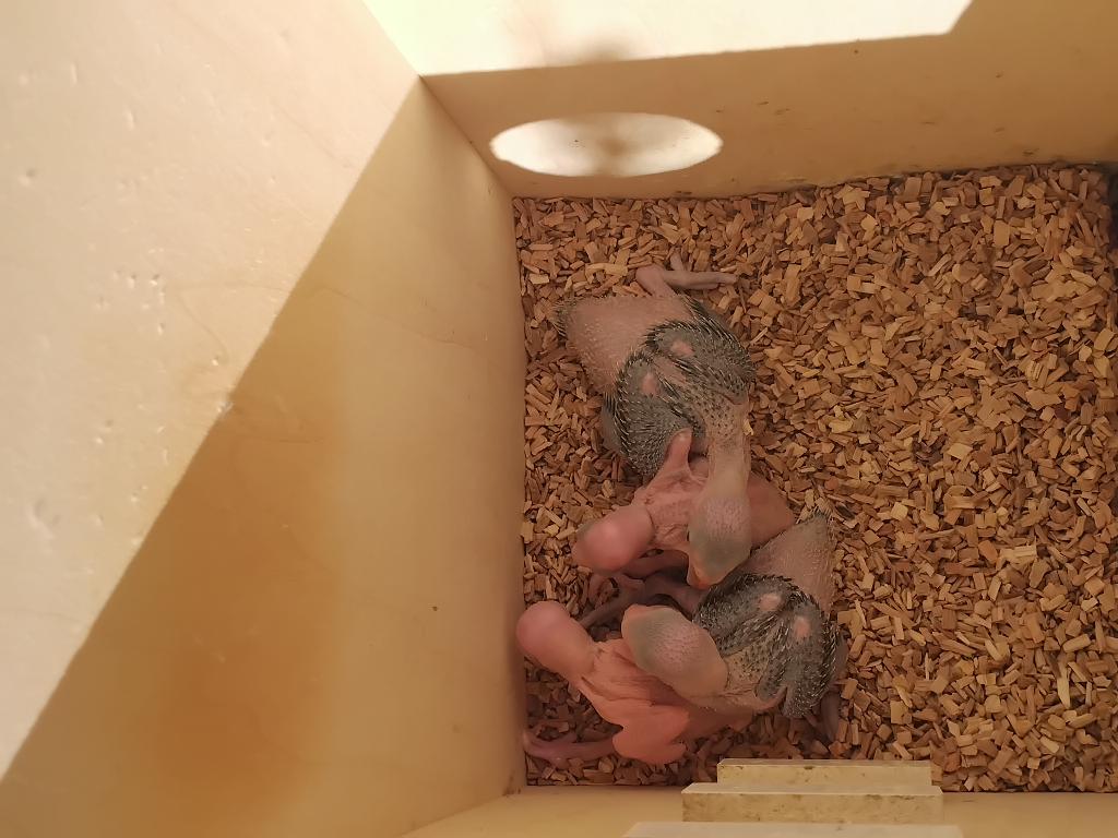 Bébés perruche à collier, Animaux & Accessoires, Sexe inconnu, Perruche, Domestique