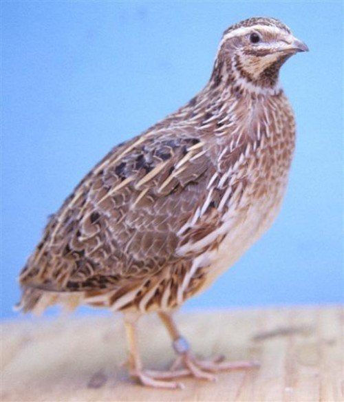 Kwartels, Dieren en Toebehoren, Pluimvee, Meerdere dieren, Overige soorten