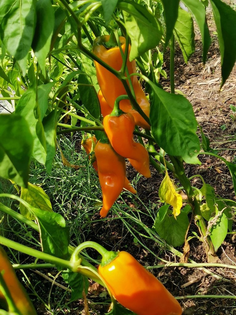 5 zaden paprika oranje Corno di toro - zoete puntpaprika, Tuin en Terras, Verzenden, Voorjaar, Volle zon, Zaad