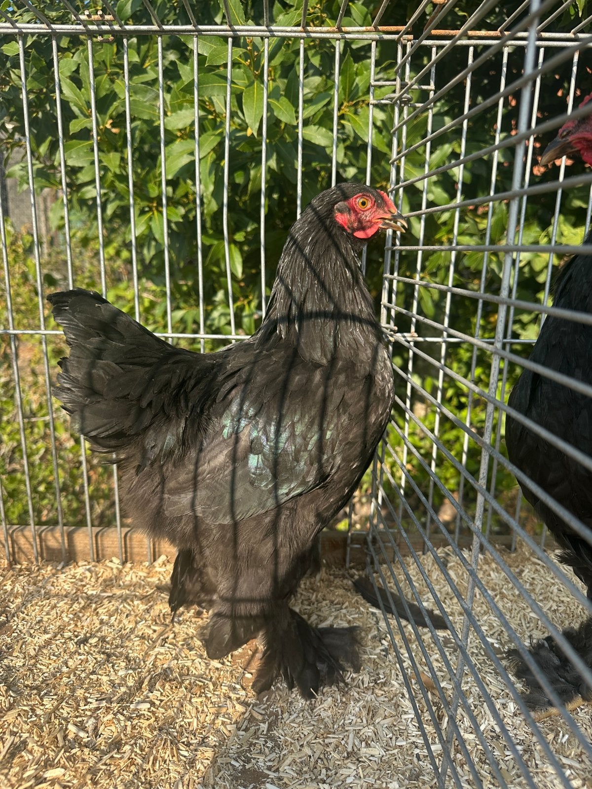 Brahma kriel hanen