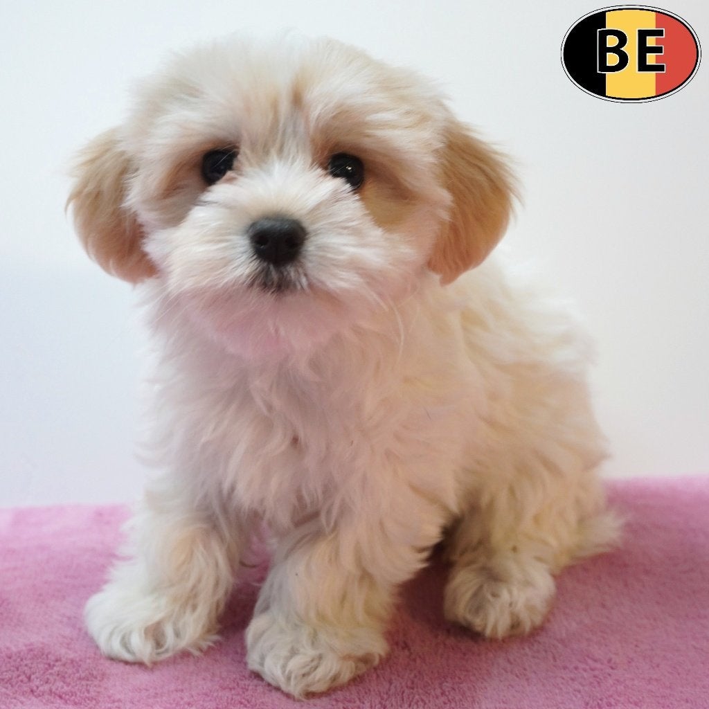 chiots Bichon Havanais de couleur crème à vendre (belges), Commerçant, Autres races, 8 à 15 semaines, Plusieurs