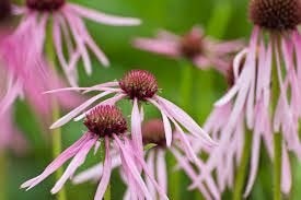 Echinacea Pallida, Tuin en Terras, Ophalen