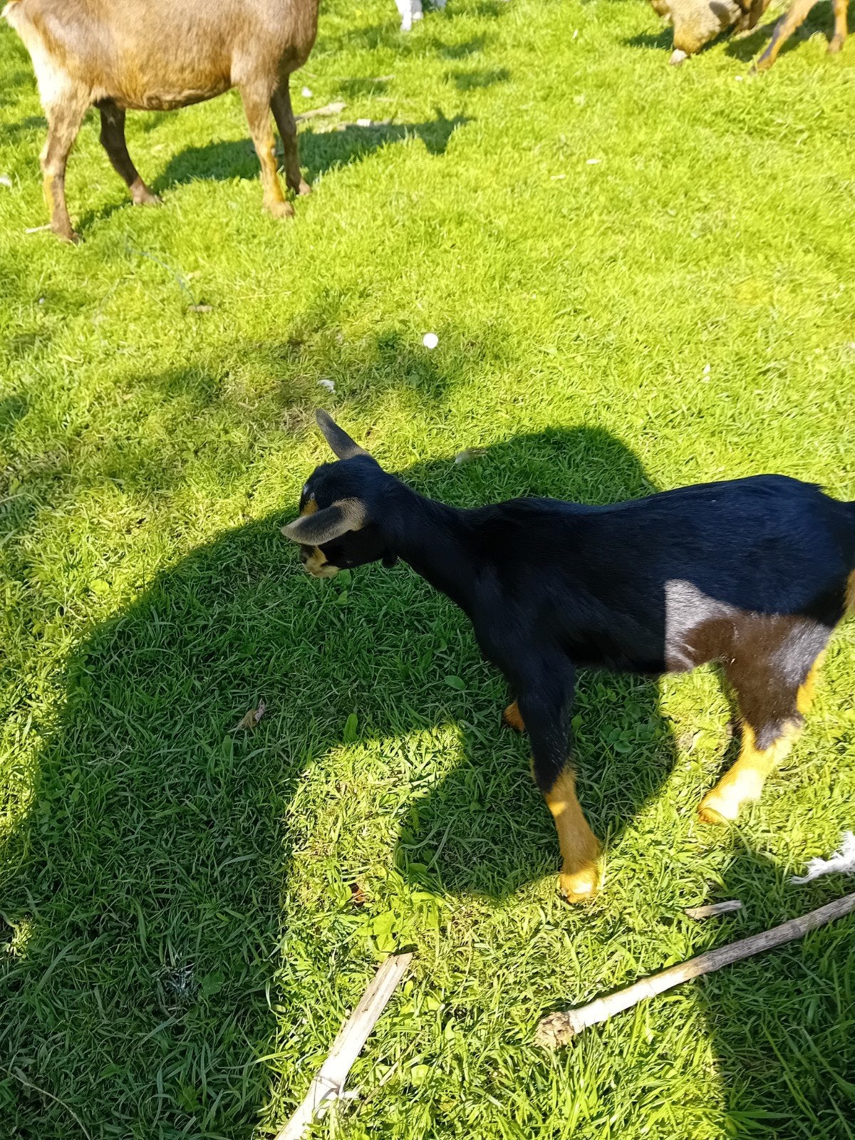Black and tan mieke