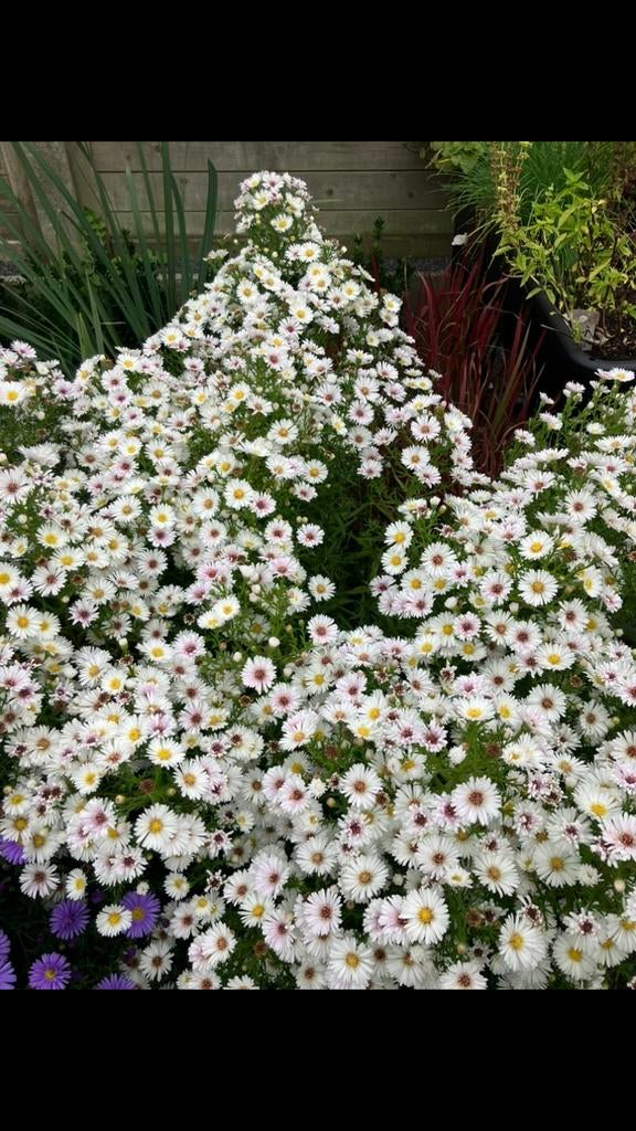 Witte herfstaster Gustaaf, Tuin en Terras, Ophalen, Bodembedekkers, Volle zon, Vaste plant
