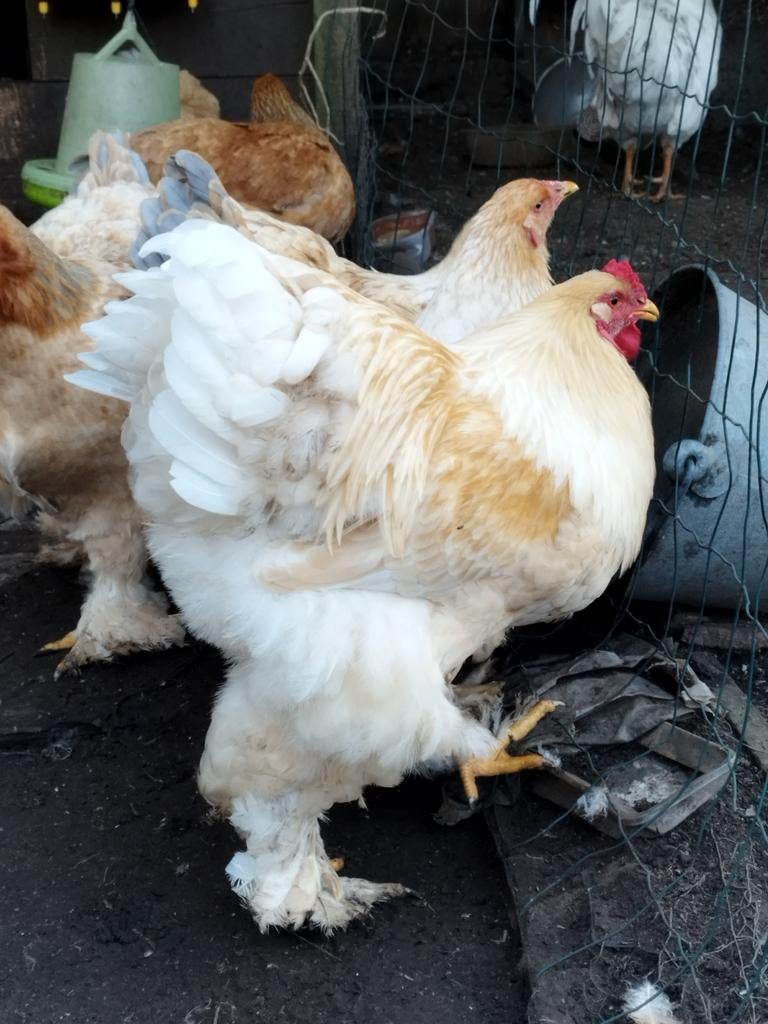 Brahma lemon pyle broedeieren