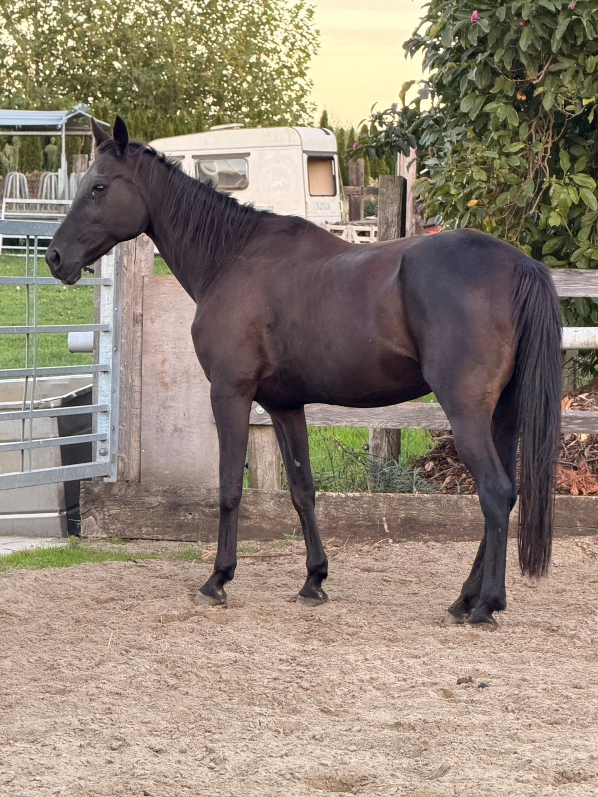 KIRA BOKO – LIEVE EN BETROUWBARE ZWARTE DRAVER MERRIE, Dieren en Toebehoren, Merrie, Minder dan 160 cm, Niet van toepassing, 11 jaar of ouder