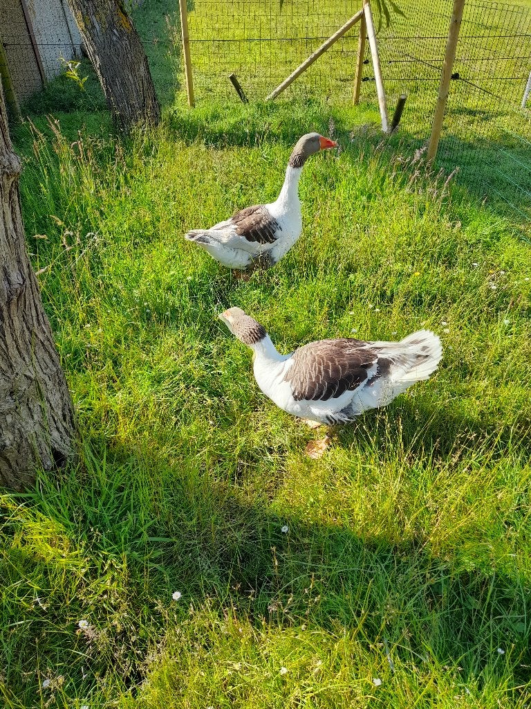 Paire d'oies flamandes, Animaux & Accessoires, Plusieurs animaux, Oie ou Cygne