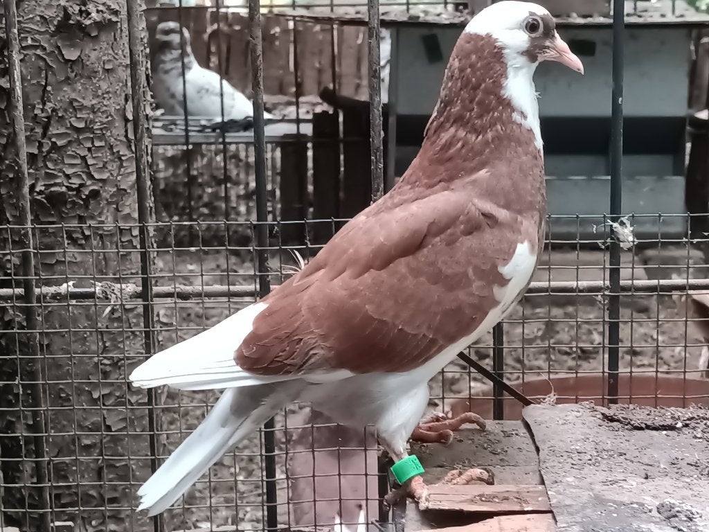 Birmingham roller - piepers & koppel, Dieren en Toebehoren, Vogels | Duiven, Meerdere dieren, Tuimelaar of Roller