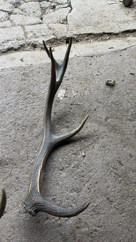 Bois de cerf, Ophalen, Zo goed als nieuw, Hert