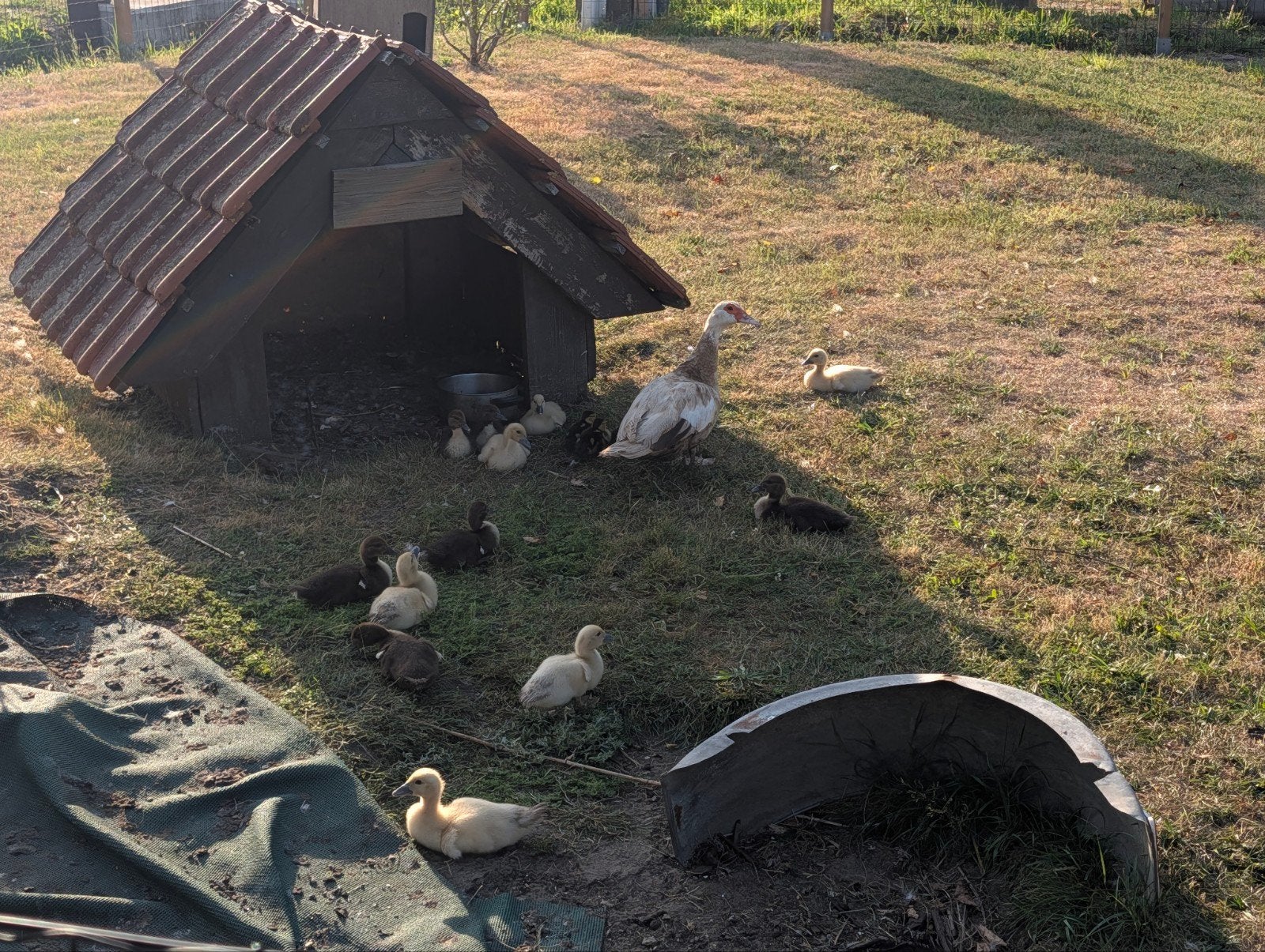 Eendenkuikens, Dieren en Toebehoren, Pluimvee