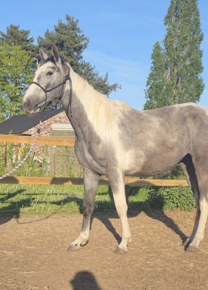 2jarige merrie doodbraaf, Avec pedigree, 160 à 165 cm, 0 à 2 ans, Jument