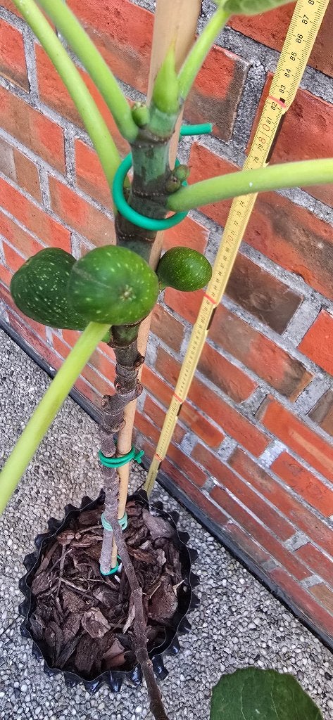 Figuier Brown Turkey Ficus Carica 1v2, Figuier, En pot, Plein soleil, Moins de 100 cm