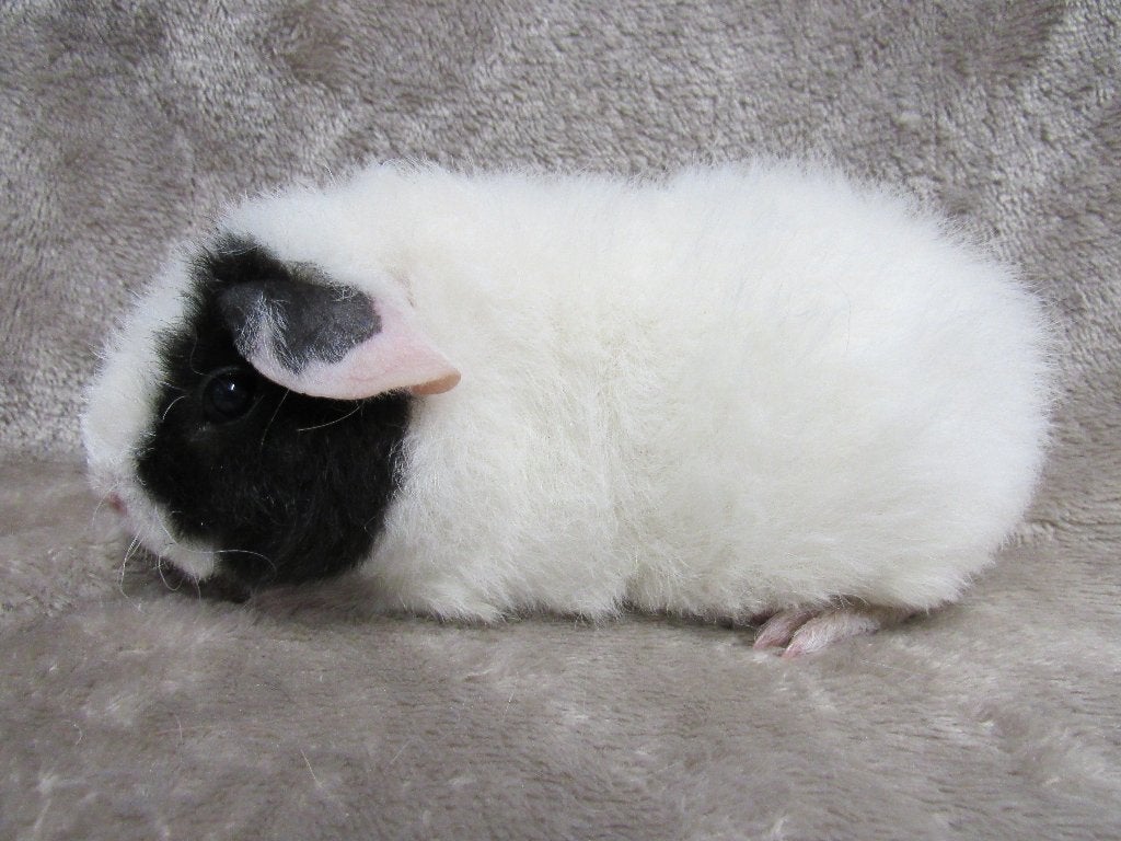 Enkele zeugen beschikbaar, Dieren en Toebehoren, Knaagdieren, Mei, Meerdere dieren, Cavia