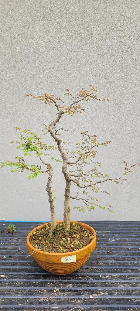 Zelkova serrata bonsai, Ophalen, Overige soorten