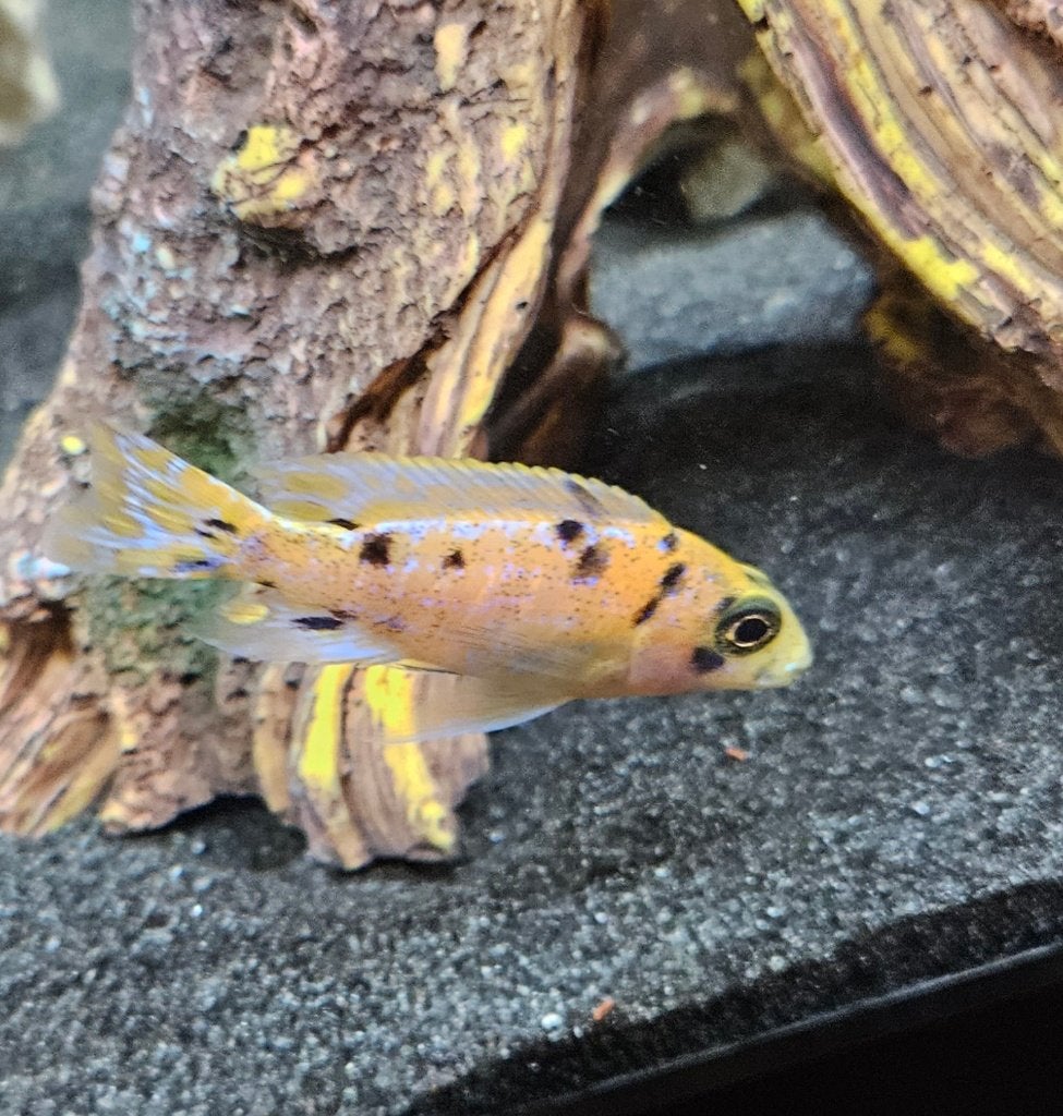 Aulonocara red Blotched malawi cichliden, Dieren en Toebehoren, Vissen | Aquariumvissen, Zoetwatervis, Vis