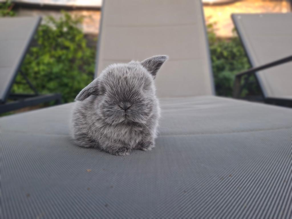Prachtig minilop rammetje, Animaux & Accessoires, Lapins, Nain, Mâle, 0 à 2 ans, Oreilles tombantes