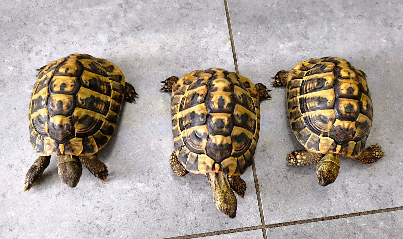 3 volwassen Griekse landschildpadden Hermann boettgeri., Animaux & Accessoires, Tortue, Domestique, 7 à 10 ans