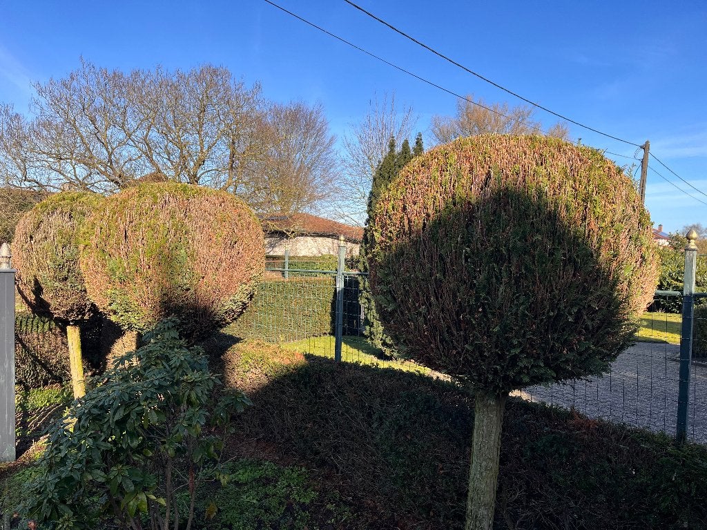 Conifeerbomen, Tuin en Terras, Planten | Bomen, Halfschaduw, 100 tot 250 cm, Zomer, Ophalen