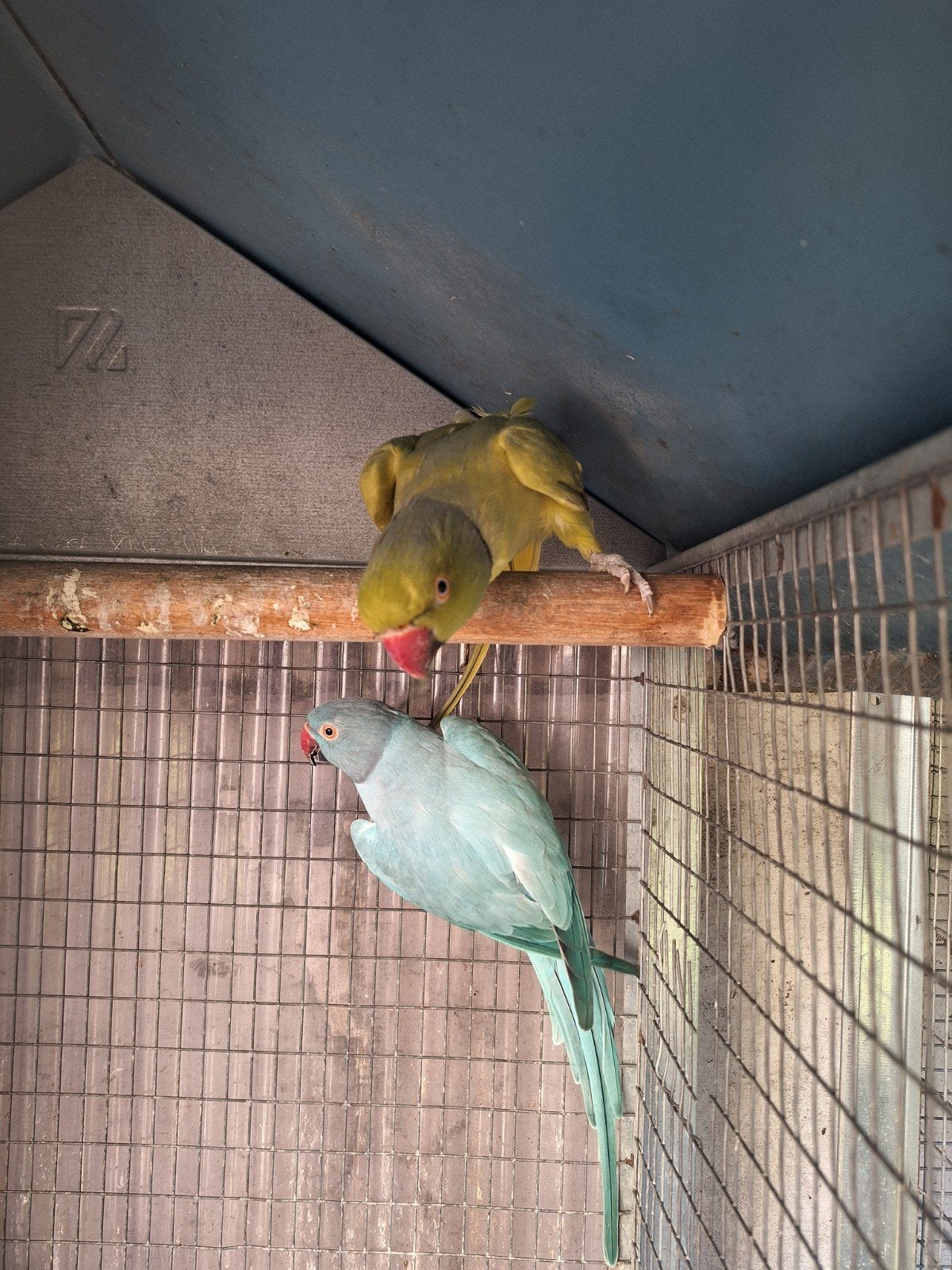 kweekrijp koppel halsbandparkieten met kooi, Dieren en Toebehoren