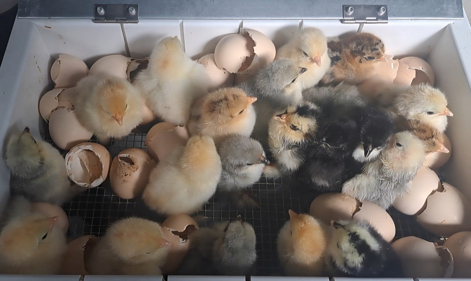 Broedeieren cochin kriel, Dieren en Toebehoren, Pluimvee