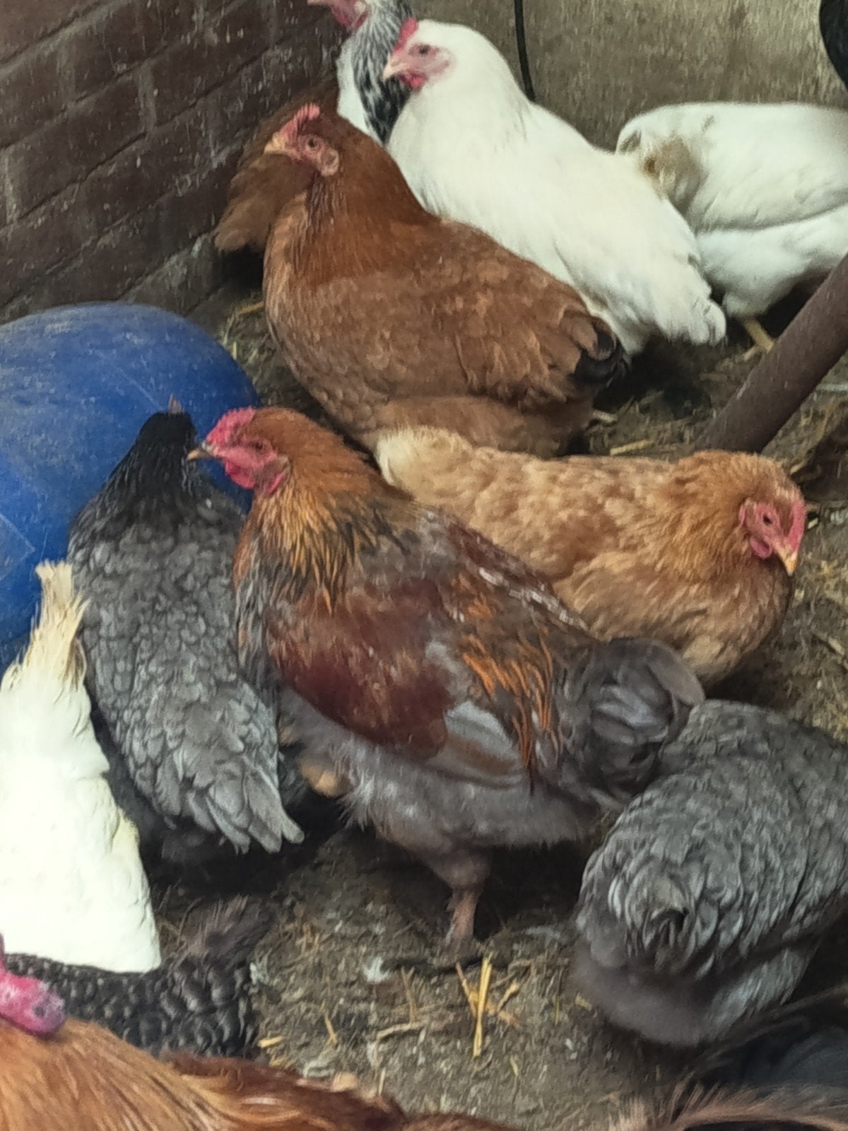 leghennen, Dieren en Toebehoren, Vrouwelijk, Kip