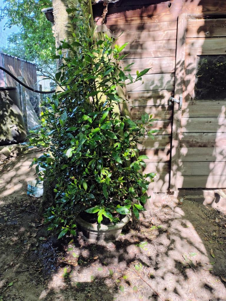 Laurier plant in pot 1.80m20€., Tuin en Terras, Ophalen, Laurier