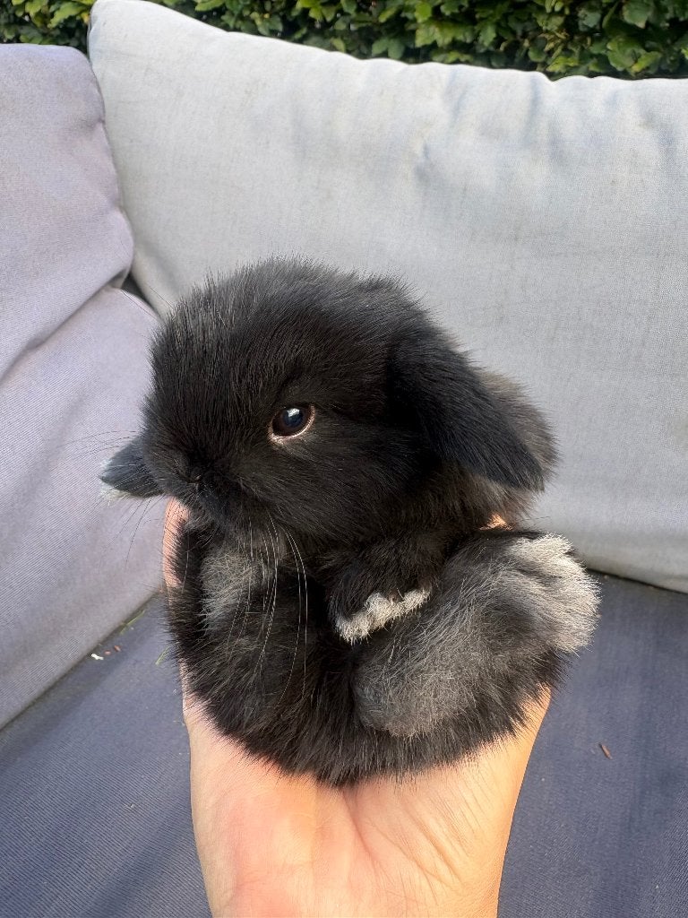 Knap rammetje te koop, Dieren en Toebehoren, Mannelijk, Dwerg, Hangoor, 0 tot 2 jaar
