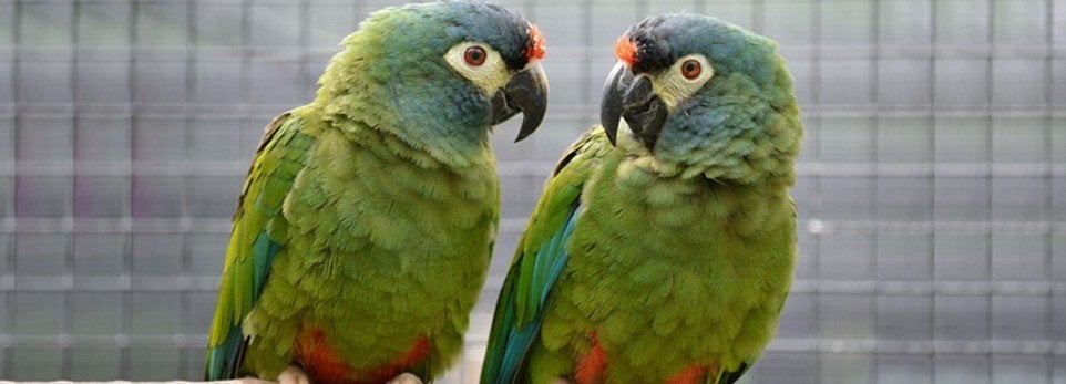 ara maracana, Plusieurs animaux, Perroquet, Parleur