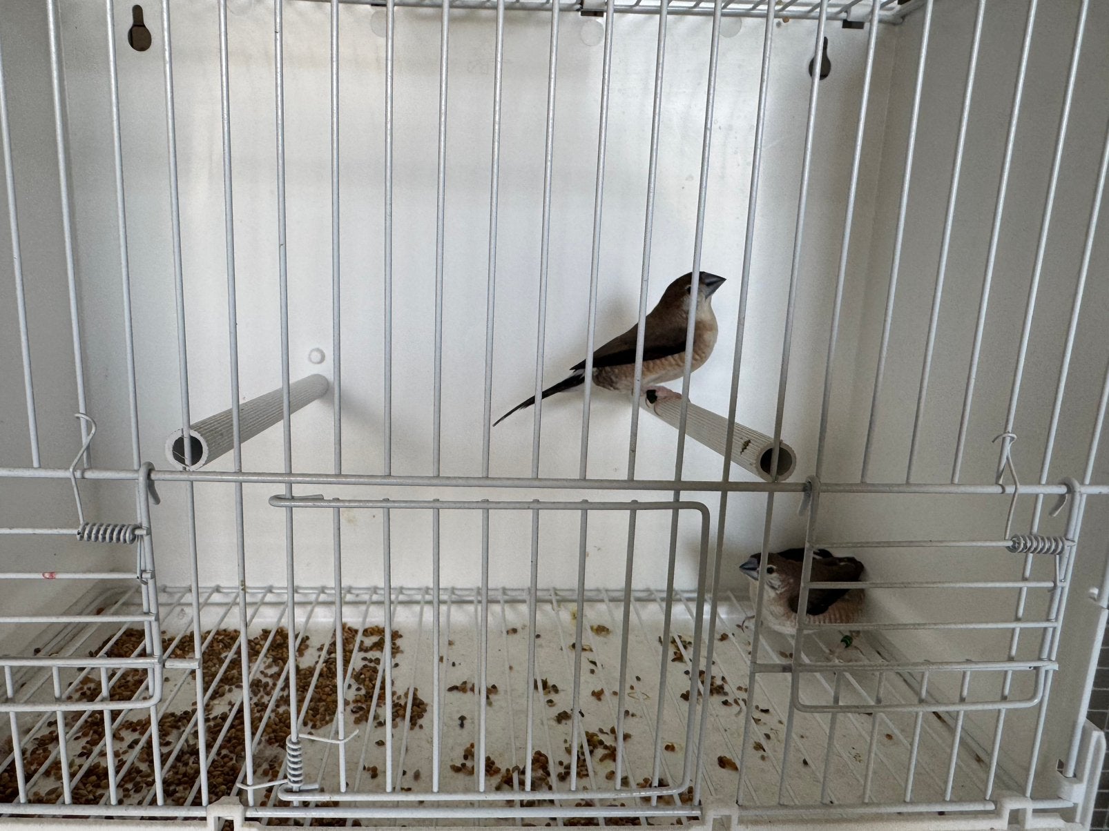 Loodbekjes, Animaux & Accessoires, Oiseaux | Oiseaux Autre