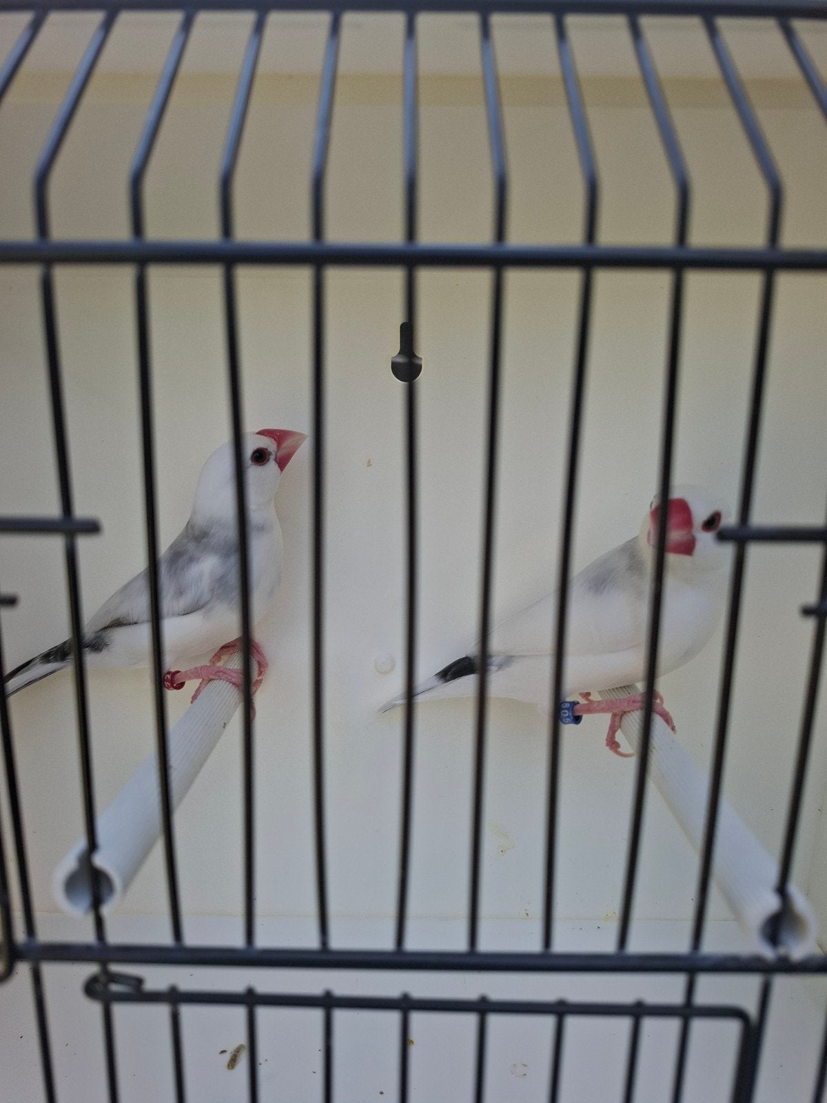 Koppel Rijstvogels (Java mussen), Animaux & Accessoires, Oiseaux | Oiseaux Autre, Bagué