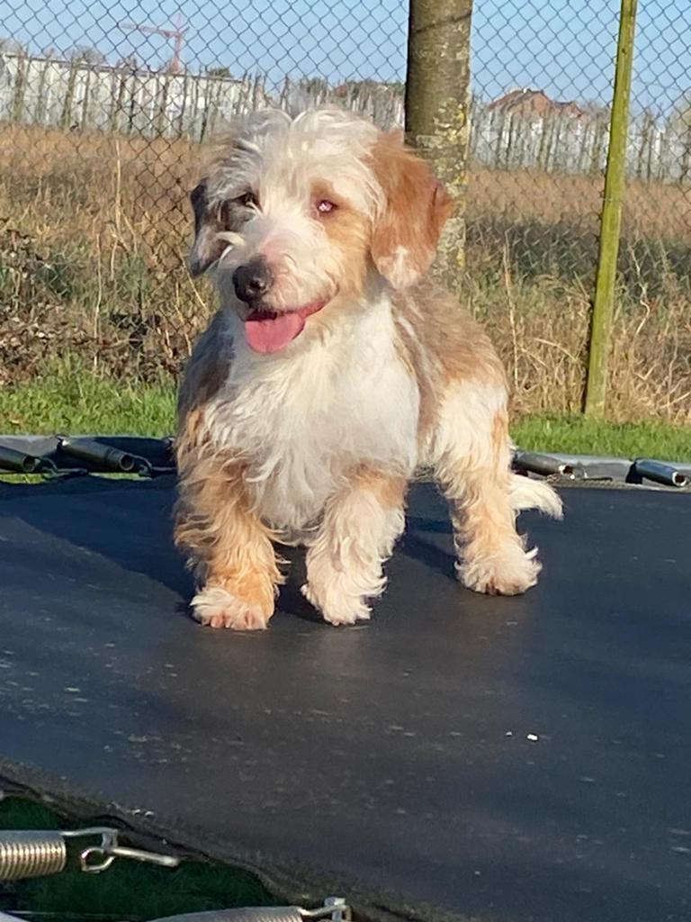 Chien teckel à poil dur, Animaux & Accessoires, 1 à 2 ans, Chien (mâle), Belgique, Éleveur | Professionnel