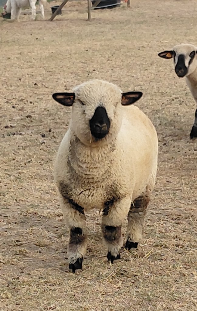 2 jonge Hampshire Down ooien uit stamboek ouders, Dieren en Toebehoren, Schapen, Geiten en Varkens, Vrouwelijk, Schaap, 0 tot 2 jaar