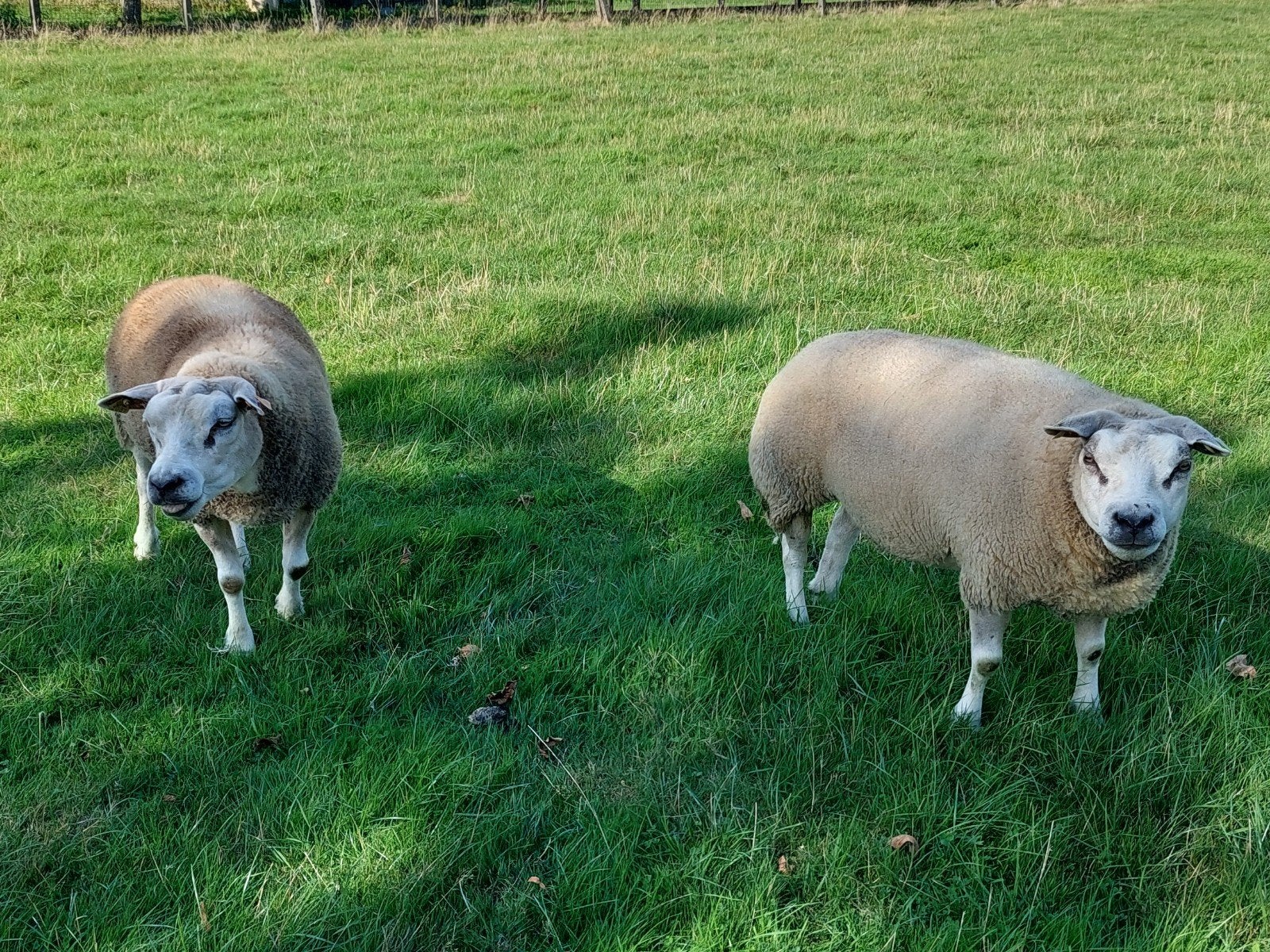 2 oudere texel ooien, Dieren en Toebehoren