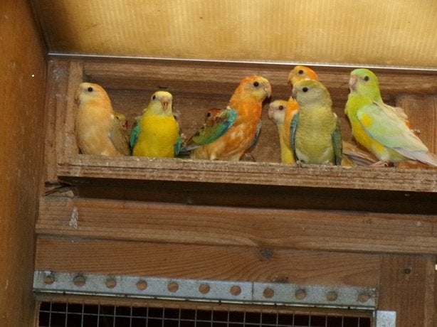 Roodruggen, Meerdere dieren, Parkiet, Geringd