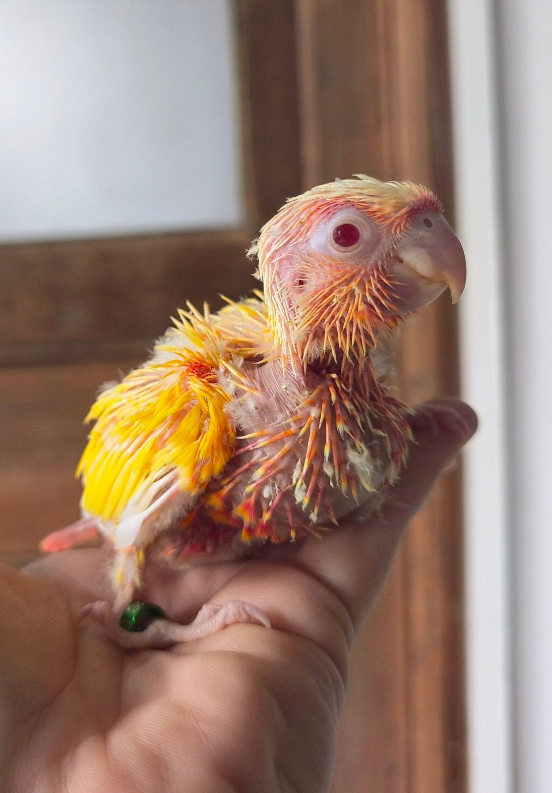 Conure Molinae Lutino EAM Tam