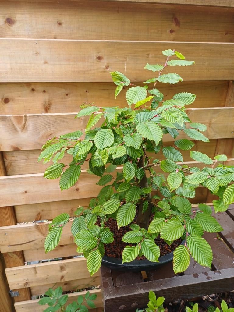 1 carpinus bonsai, Tuin en Terras, Ophalen