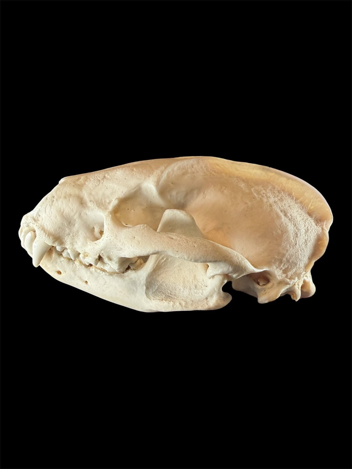 Complete dassenschedel 14 cm, Verzamelen, Ophalen of Verzenden, Zo goed als nieuw, Schedel